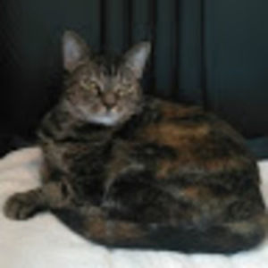 Meet your Posher, Jane